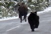 bear runs after bison