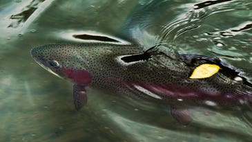 Fish Sense: 25 Tips That’ll Put You Into More Trout