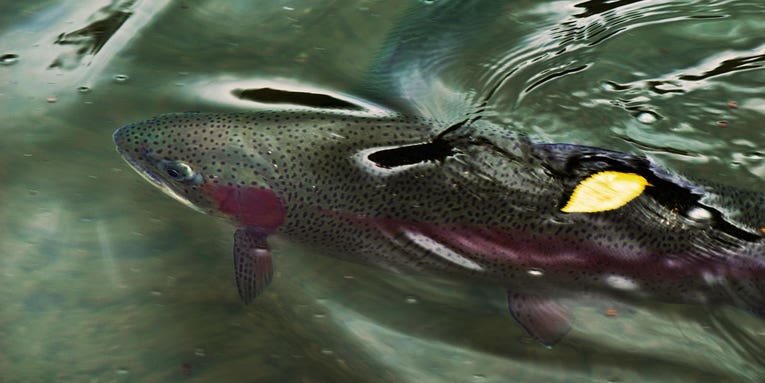 Fish Sense: 25 Tips That’ll Put You Into More Trout