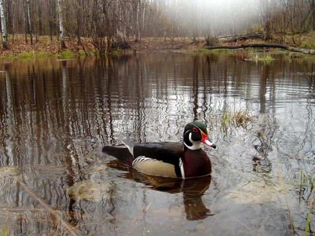 Placed my camera on a vernal pond about 6-8 inches above water level to catch this Drake Wood Duck.