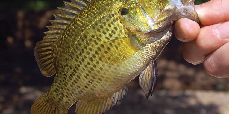 Tips for Catching the Highly Underrated Rock Bass