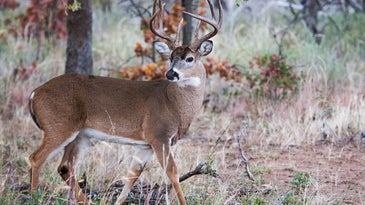 Five Rules for Stalking Whitetails