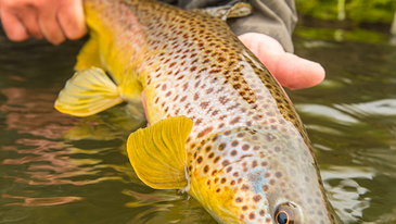 How to Pick the Perfect Two-Fly Trout Rig