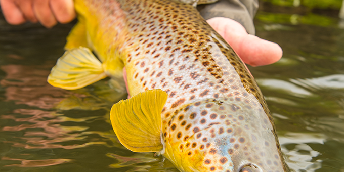 How to Pick the Perfect Two-Fly Trout Rig