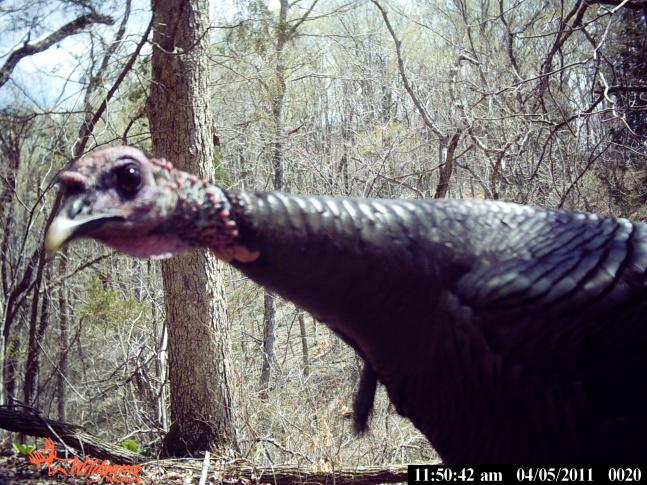 The picture was caught before turkey season started and the interested looking Jake was very curious.
