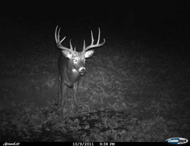 We call him Beansnapper. I love his width. Its as if he couldnt be showing off his rack to the camera any better.