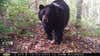 black bear trail cam