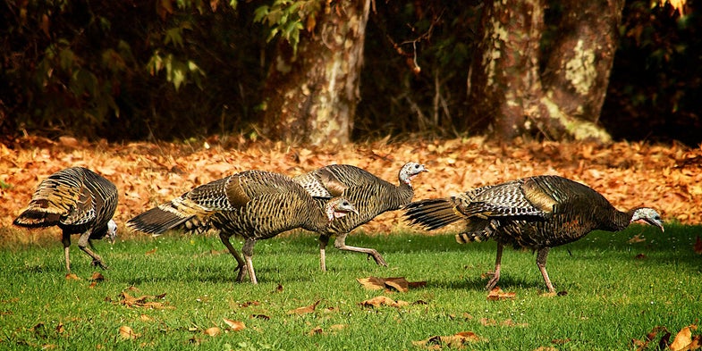 wild turkey flock, california