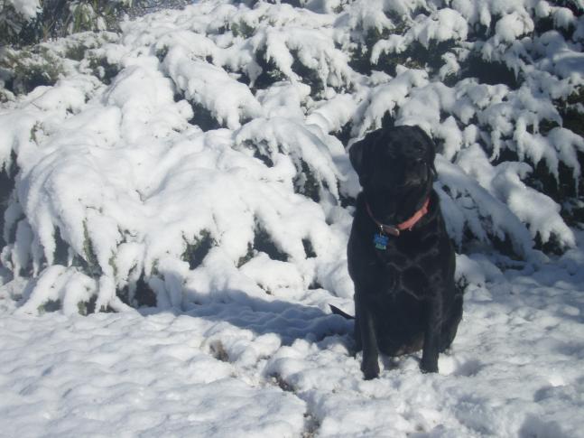 This is after the one time a year it snows in Southern New Mexico. This is about the only 20 seconds i could keep my black lab still. she was romping around the yard