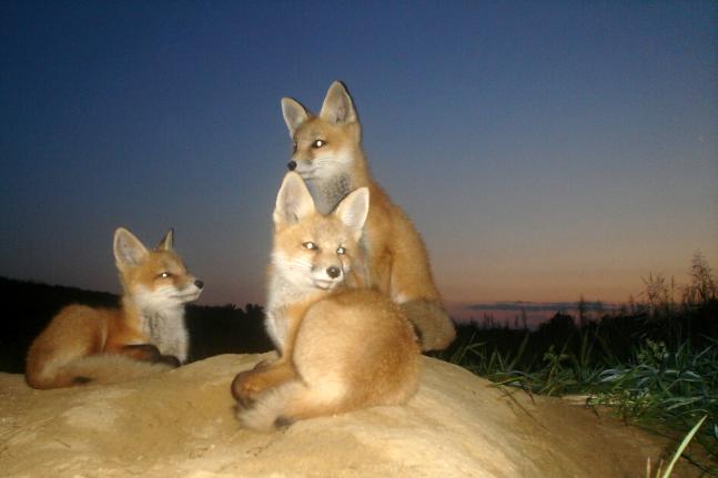 Sunset pic of three fox kits on thier den Homemade Sony P41 with SnapShot Sniper board