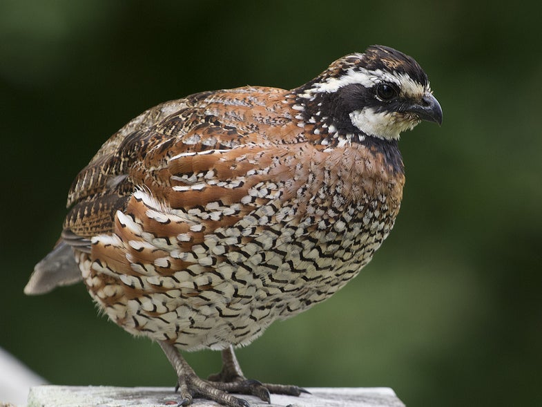 arkansas quail restoration