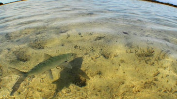Bahamas Boneyard: Flyfishing for Bonefish in the Marls of Abaco Island