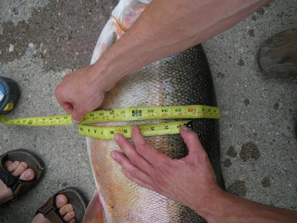 record trout