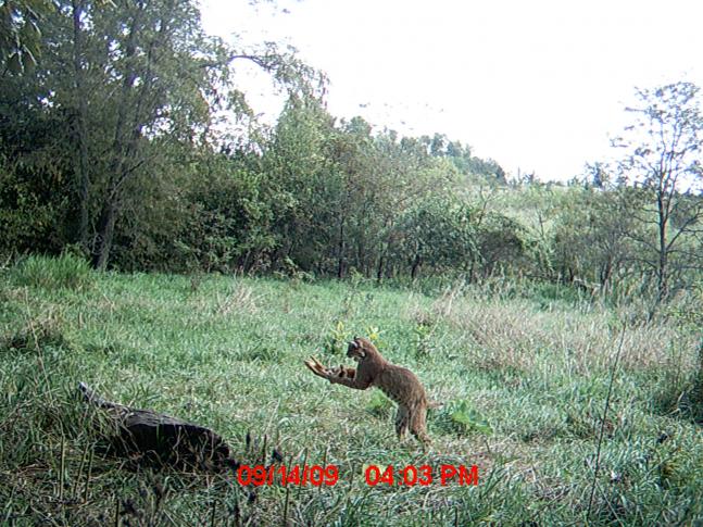 I was walking to my trail camera on september 14th 2009 so that i could check it. I opened up my moultrie trail camera, turned it of, and simply switched chips. When i got to the first picture of this cat i was a suprised. After a series of 10 or 12 photos of the cat chasing the squirell and rolling around, this one came up. He finally caught his prey.