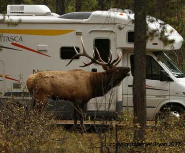 This particular elk was attending a harem of cows hanging out in a campground in Jasper National Park. He spent several nights bugling and keeping campers awake. It wasn't uncommon for the bull to walk within a few yards of RV's and pitched tents in the campground.
