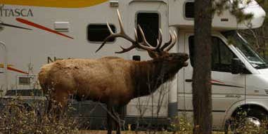 Photo Gallery: When Elk Attack