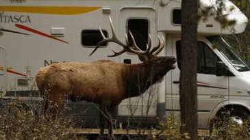 Photo Gallery: When Elk Attack
