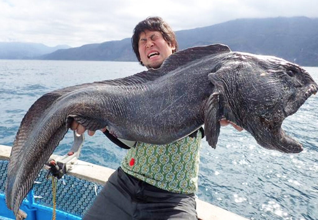 Japanese Angler Lands Ghoulish Wolf Eel | Field & Stream