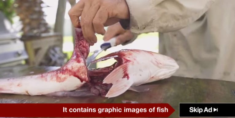 YouTube Bans Provocative Hunting and Fishing Ads