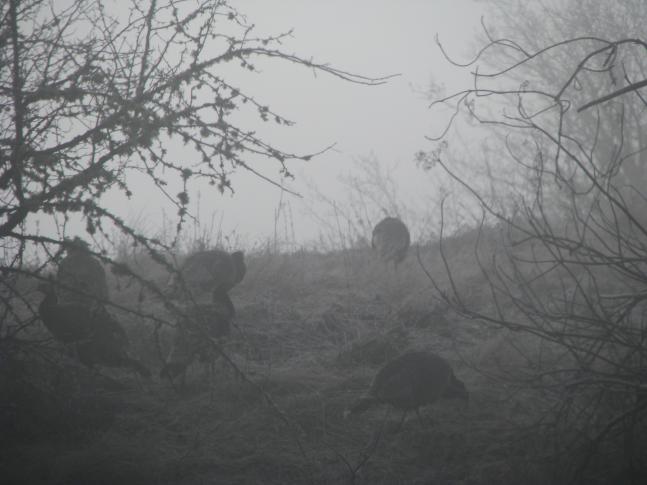 Some thick late winter fog made getting close to this group of Turkeys a little easier.