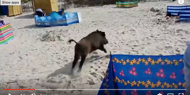 Forget Sharks. It’s Giant Boars That’ll Get You at the Beach!