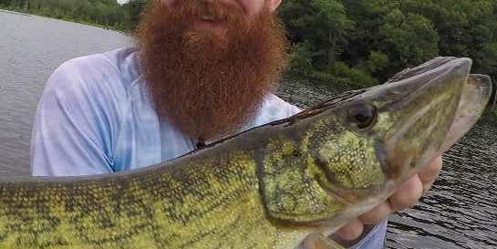 Hook Shots: For The Love Of Chain Pickerel