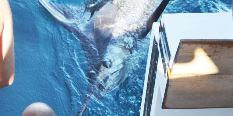 F&S Hook Shots, Episode 5: Giant New Jersey Marlin