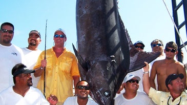 Record Marlin Causes Chaos in Cabo