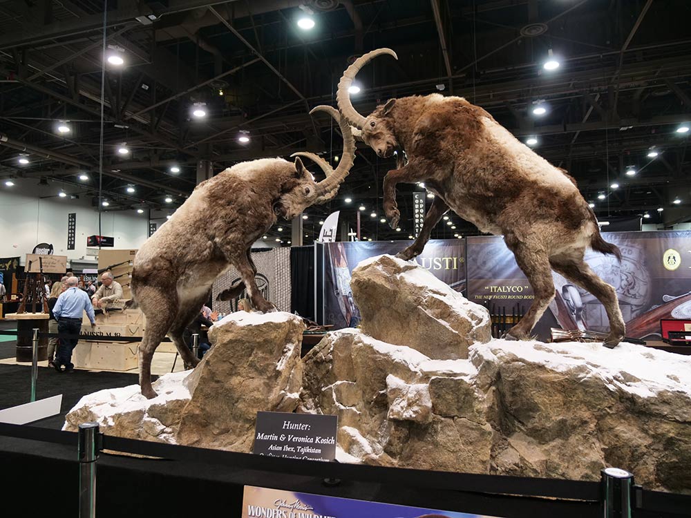 sci convention mid-asian ibex taxidermy