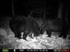 These two large boars are very close to each other. Breeding season that would fight for dominance for the females.