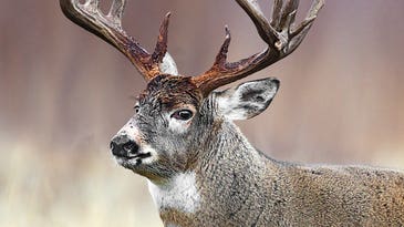 Seven Cutting-Edge Tactics for Hunting Big Old Bucks