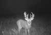 male deer buck on trail cam footage