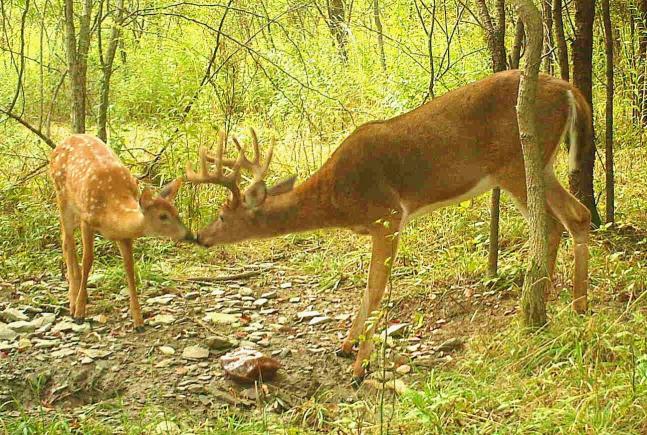 I caught this special moment on my Bushnell trail camera in Aug. 2012. I didn't think that bucks interacted with fawns, but I guess I was wrong!