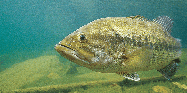 Spring Fishing: 10 Tips to Catch Spawning Bass