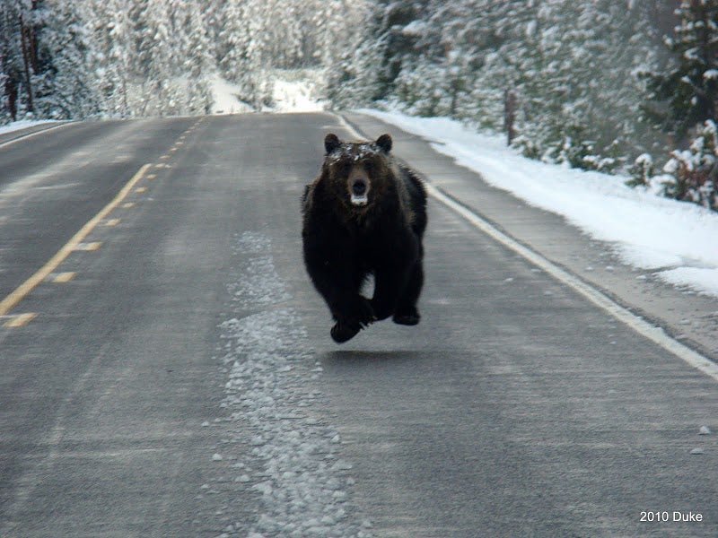 bear runs down highway