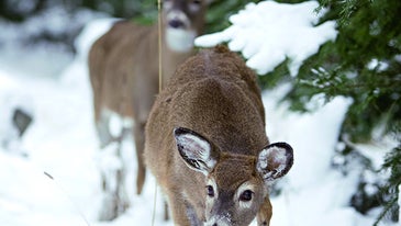 Whitetail Deer Tip: Follow the Breeder
