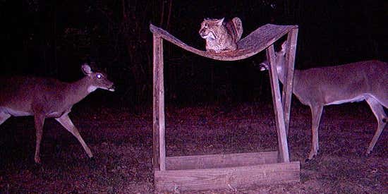 Trail Cam Bloopers: Funny and Unusual Trail Cam Photos From Our 2008 Trail Cam Contest