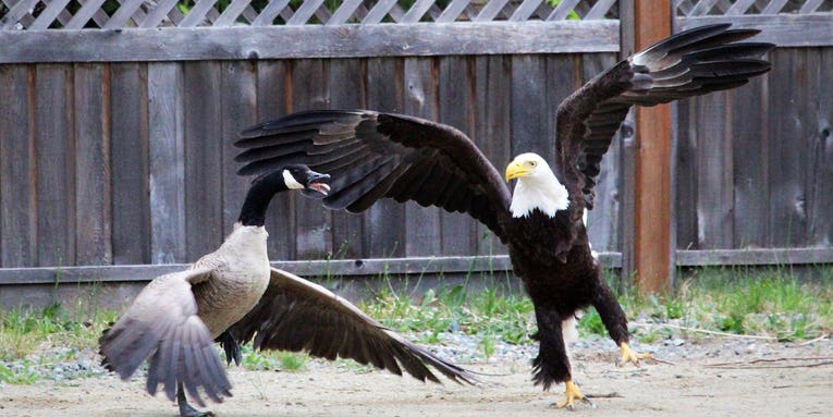 Photos: Bald Eagle Attacking Canada Goose