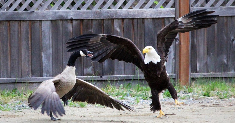 bald eagle attacks, goose vs. bald eagle, bald eagle attacks goose,