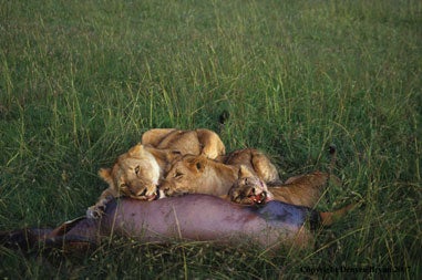 "lions,