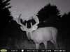 deer with velvet antlers trail cam
