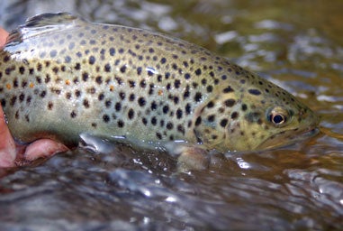image of a trout