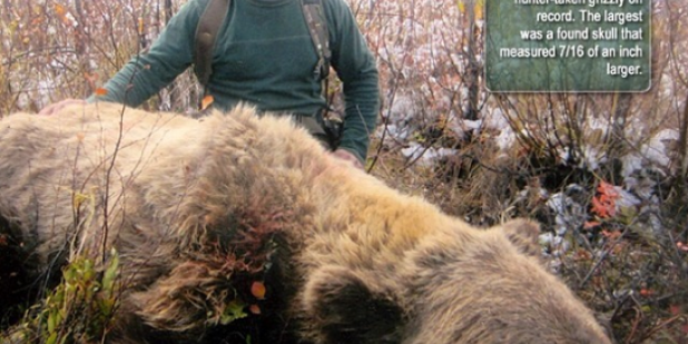 Largest Grizzly Bear Taken By a Hunter in Alaska