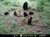 Really cool pic of a sow and her five cubs!