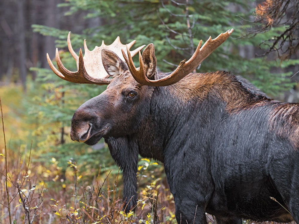 Big Country: Alberta Moose Hunting