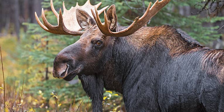 First Bull: A Bucket-List Moose Hunt in Alberta