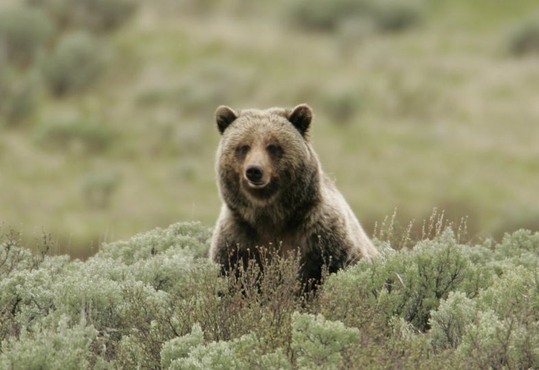 lone grizzly
