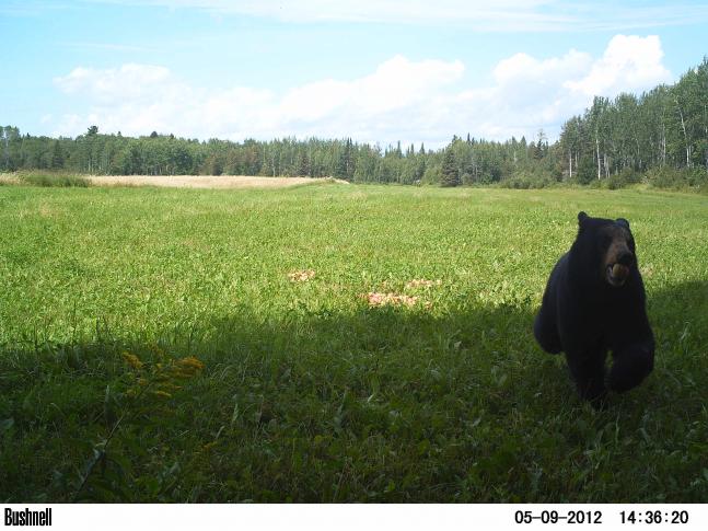 Captured with my bushnell trophy cam on a piece of our property near Thunder Bay Ontario. The bear began running just seconds before we pulled up in the truck to retrieve the camera. If you look closely you can notice the apple in his mouth as he ran away. We have since had the same bear on camera 2 more times within a 2 mile radius.