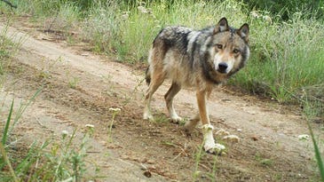 Second Gray Wolf Spotted in California Since 1920s