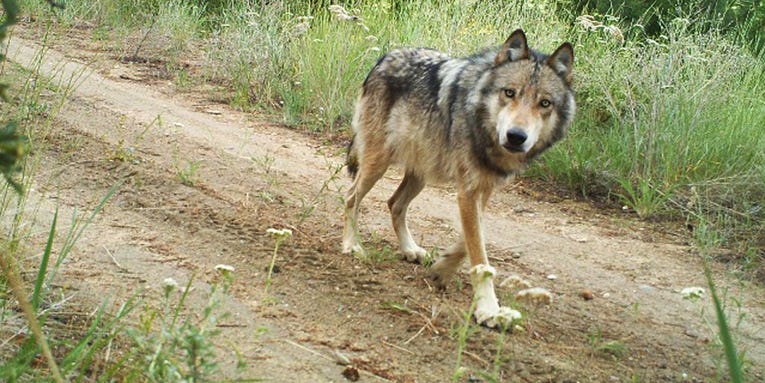 Second Gray Wolf Spotted in California Since 1920s